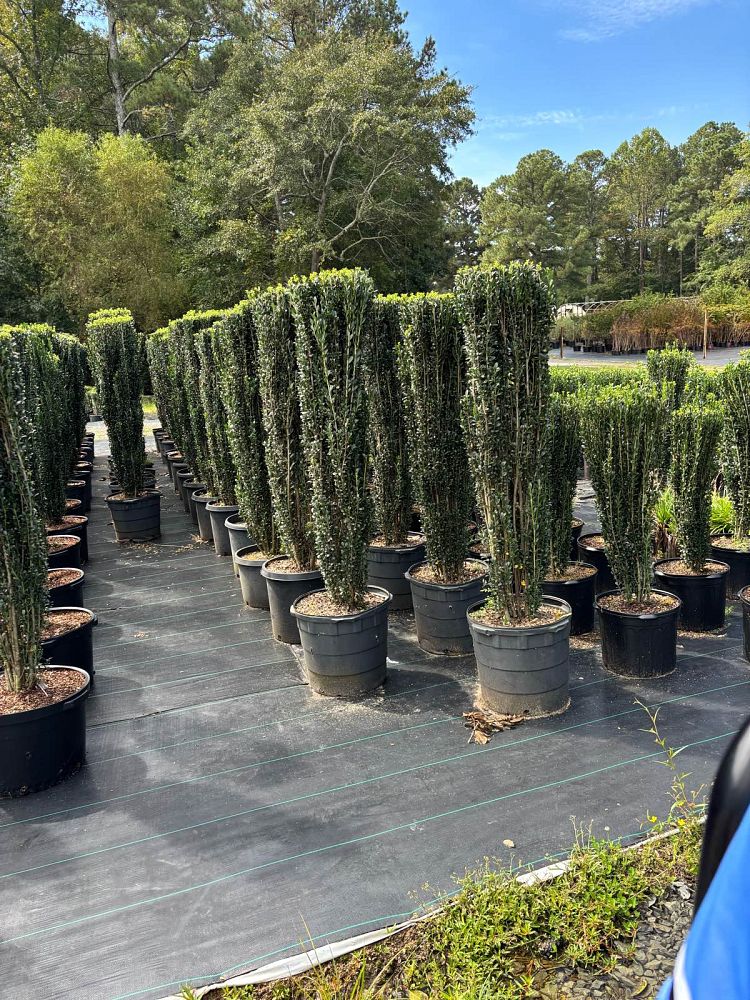 ilex-crenata-sky-pencil-japanese-holly