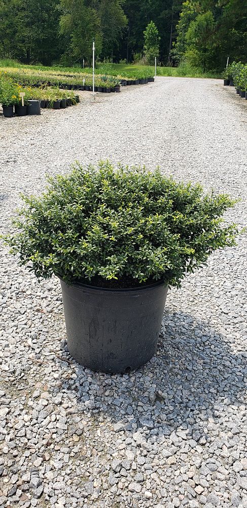 ilex-crenata-soft-touch-japanese-holly