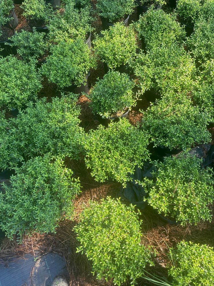 ilex-crenata-soft-touch-japanese-holly