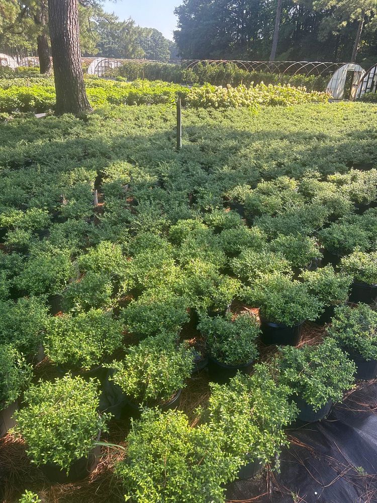 ilex-crenata-soft-touch-japanese-holly