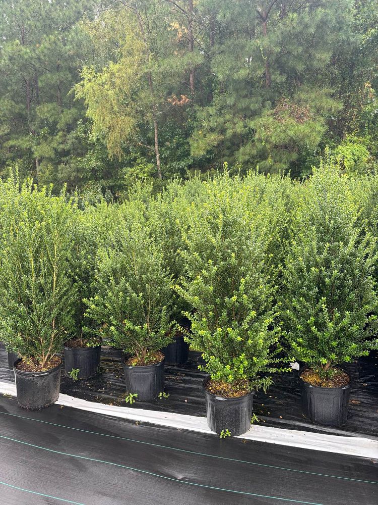 ilex-crenata-steeds-japanese-holly