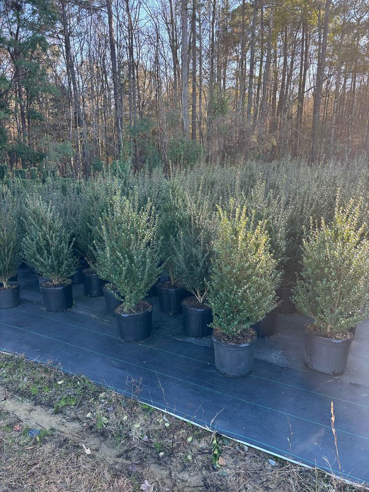 ilex-crenata-steeds-japanese-holly