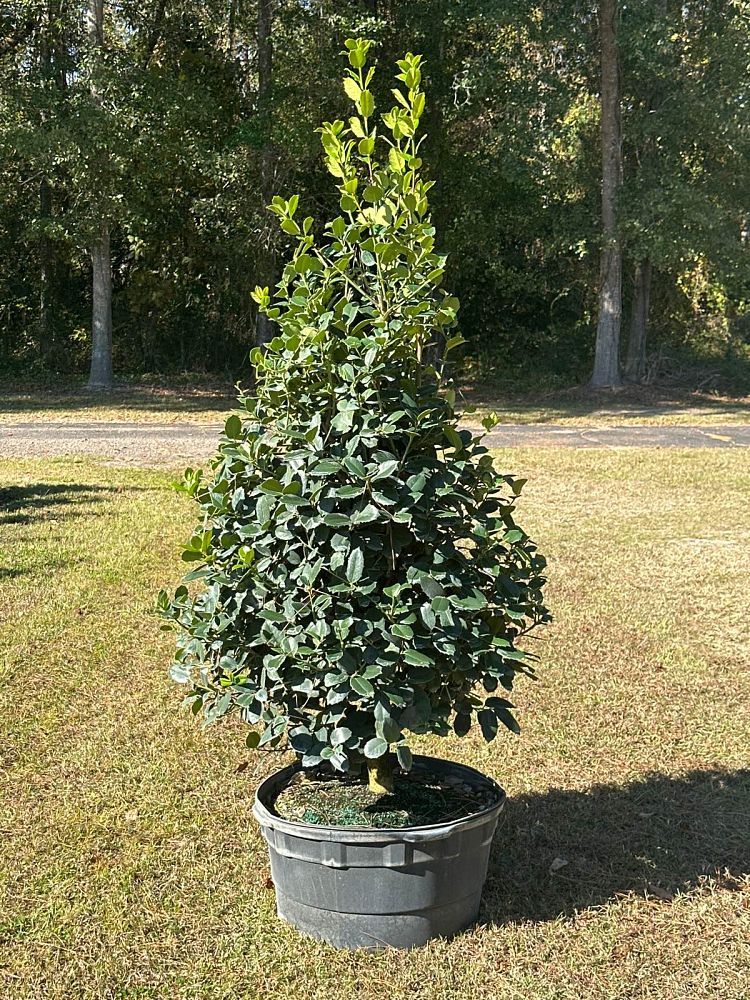 ilex-emily-bruner-holly