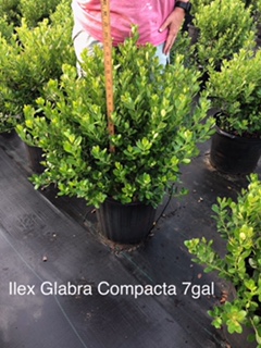 ilex-glabra-compacta-inkberry-gallberry