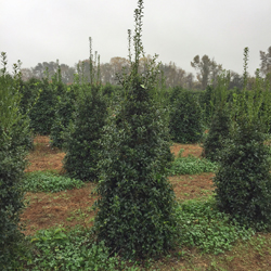 ilex-hl10-90-christmas-jewel-holly