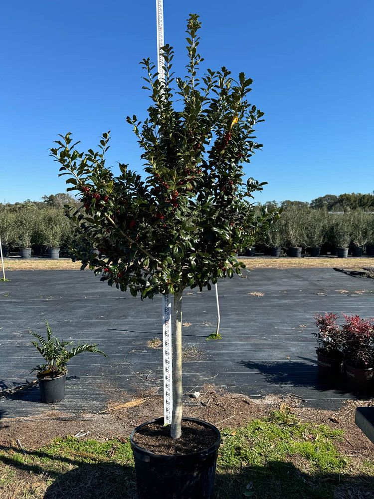 ilex-hybrid-conin-robin-trade-holly