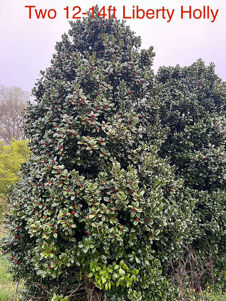 ilex-hybrid-conty-liberty-trade-holly