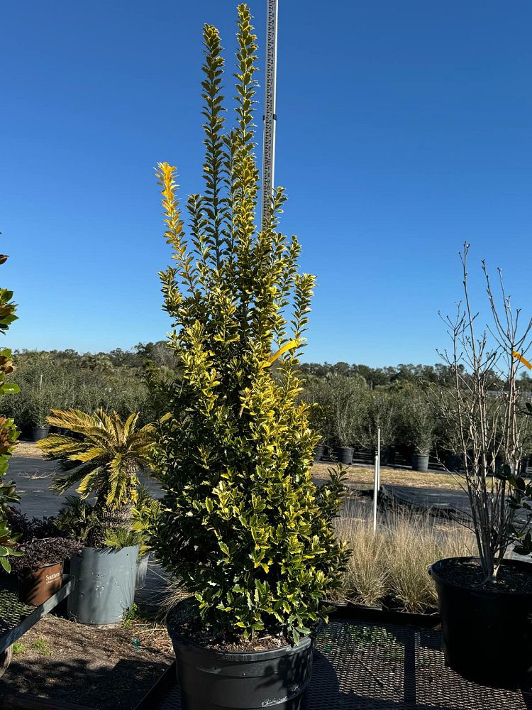 ilex-hybrid-magden-golden-oakland-reg-holly