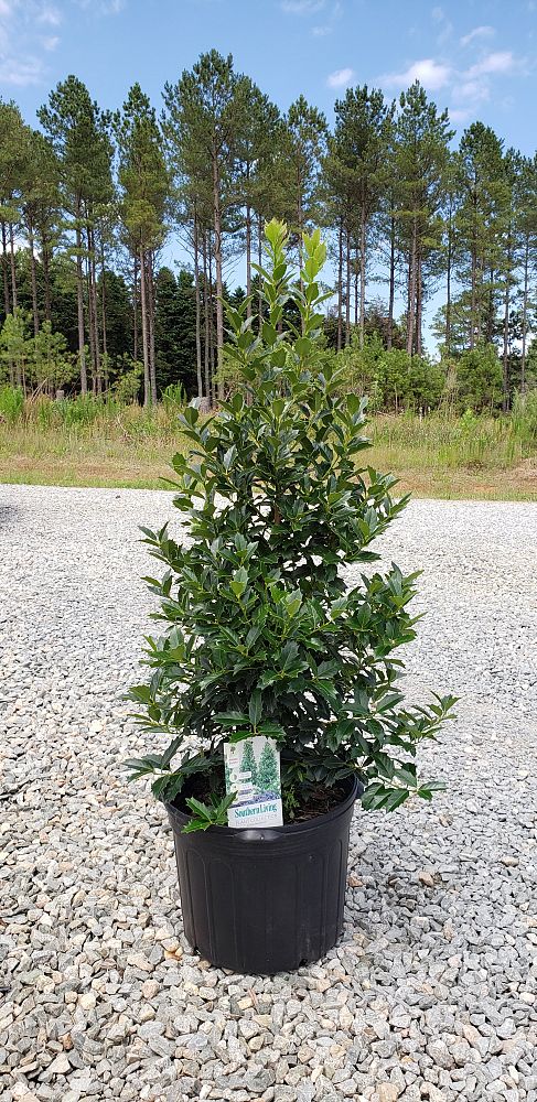 ilex-hybrid-magland-oakland-reg-holly