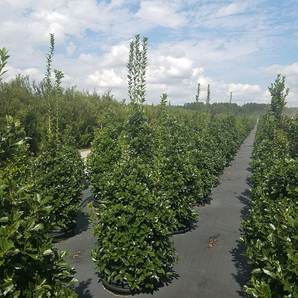 ilex-hybrid-magland-oakland-reg-holly