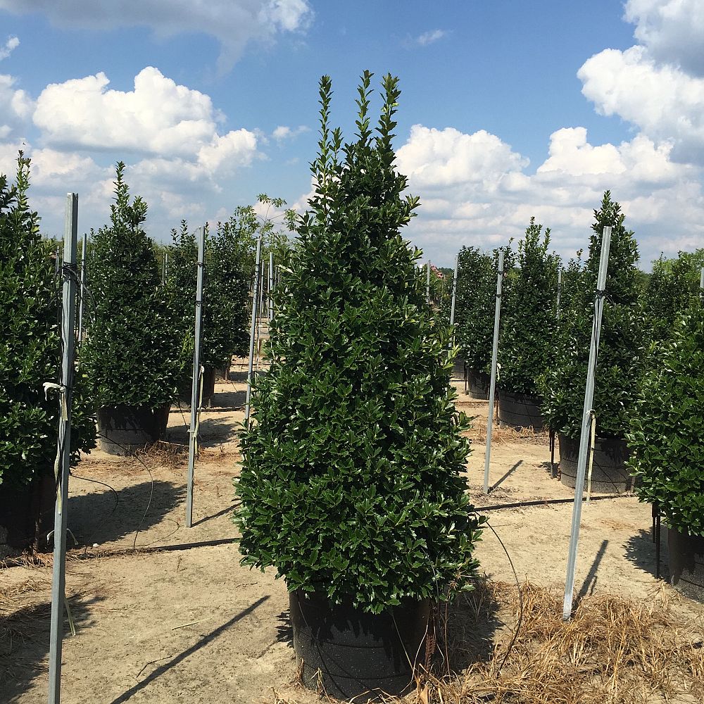 ilex-hybrid-magland-oakland-reg-holly