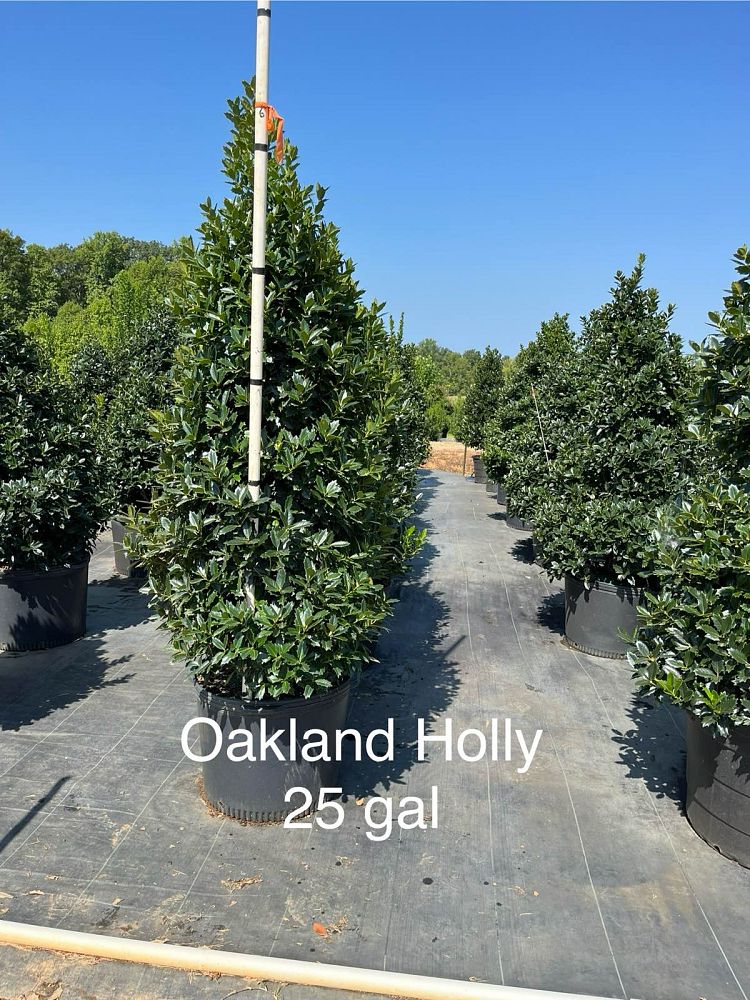 ilex-hybrid-magland-oakland-reg-holly