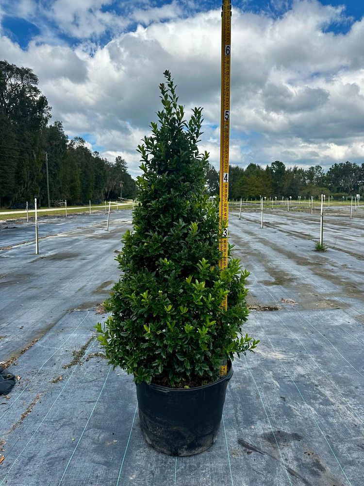 ilex-hybrid-magland-oakland-reg-holly