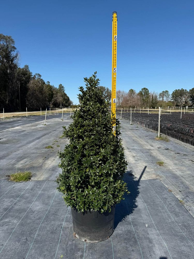 ilex-hybrid-magland-oakland-reg-holly