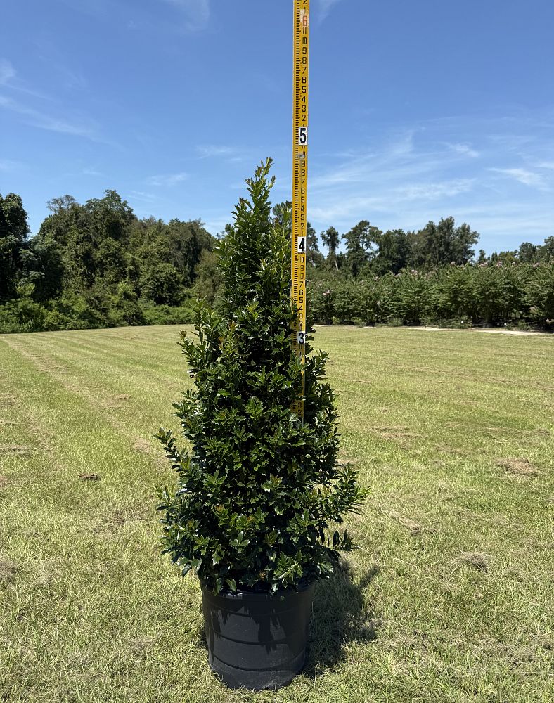 ilex-hybrid-magland-oakland-reg-holly