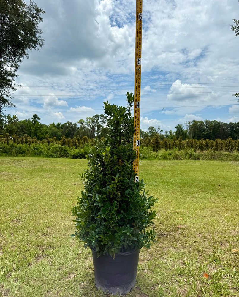 ilex-hybrid-magland-oakland-reg-holly