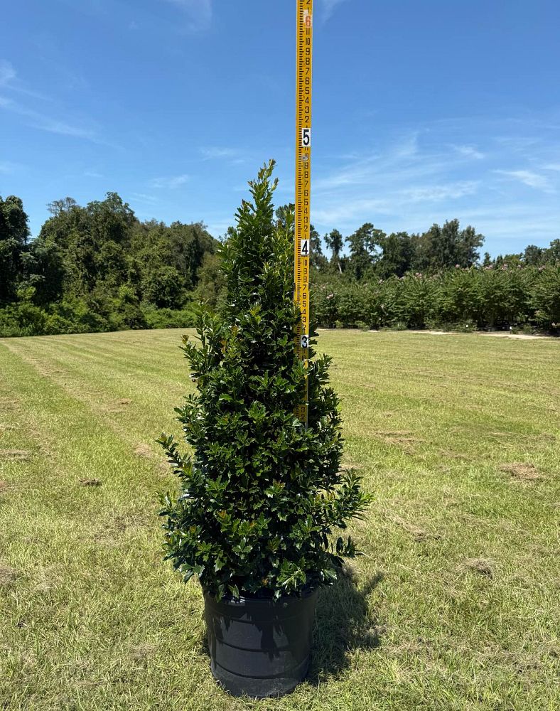 ilex-hybrid-magland-oakland-reg-holly
