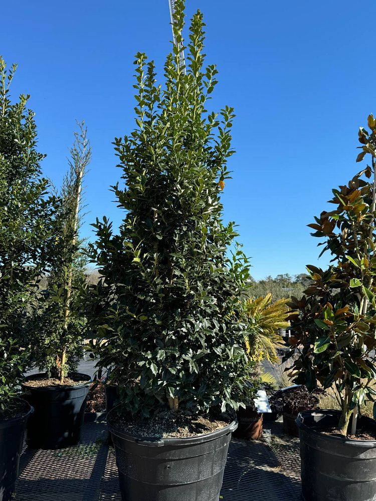 ilex-hybrid-magland-oakland-reg-holly