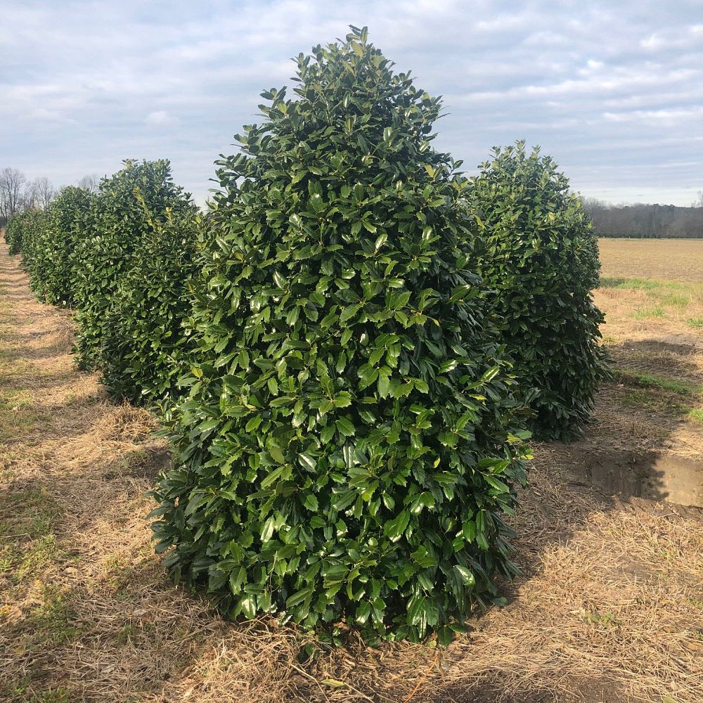 ilex-latifolia-auburn-lusterleaf-holly