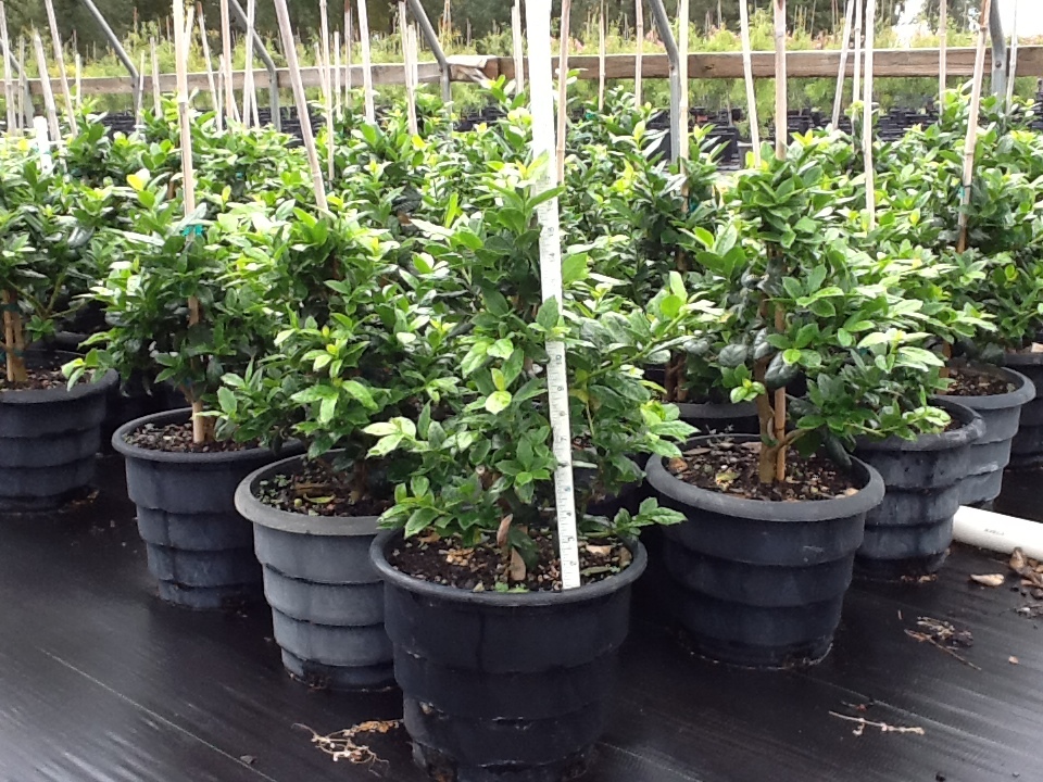 ilex-nellie-r-stevens-holly-nellie-r-stevens-holly