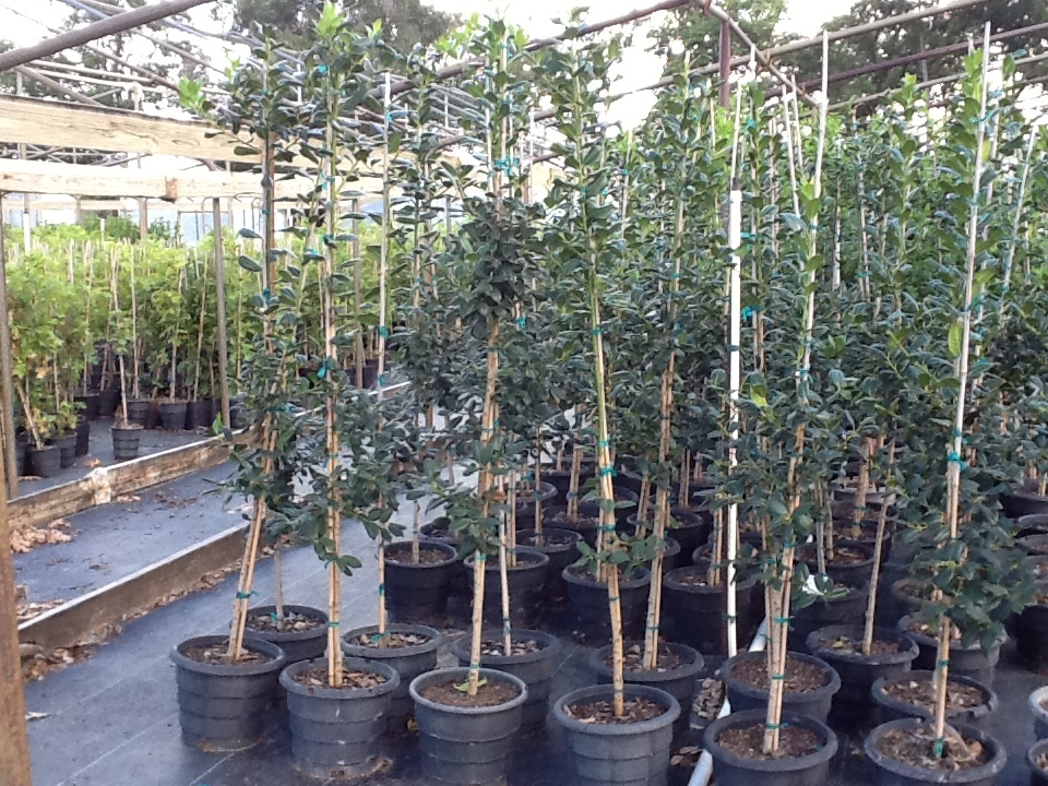 ilex-nellie-r-stevens-holly-nellie-r-stevens-holly