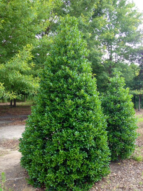 ilex-nellie-r-stevens-holly-nellie-r-stevens-holly