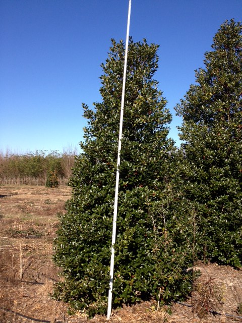 ilex-nellie-r-stevens-holly-nellie-r-stevens-holly