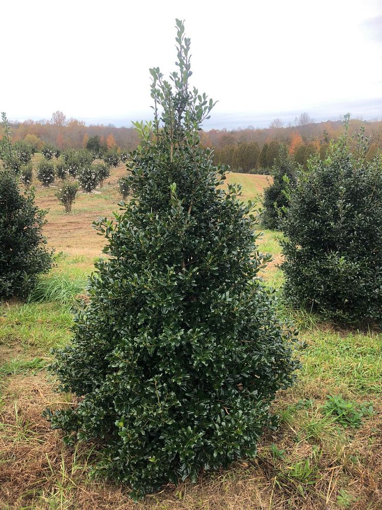ilex-nellie-r-stevens-holly-nellie-r-stevens-holly