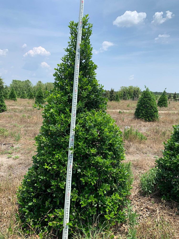 ilex-nellie-r-stevens-holly-nellie-r-stevens-holly