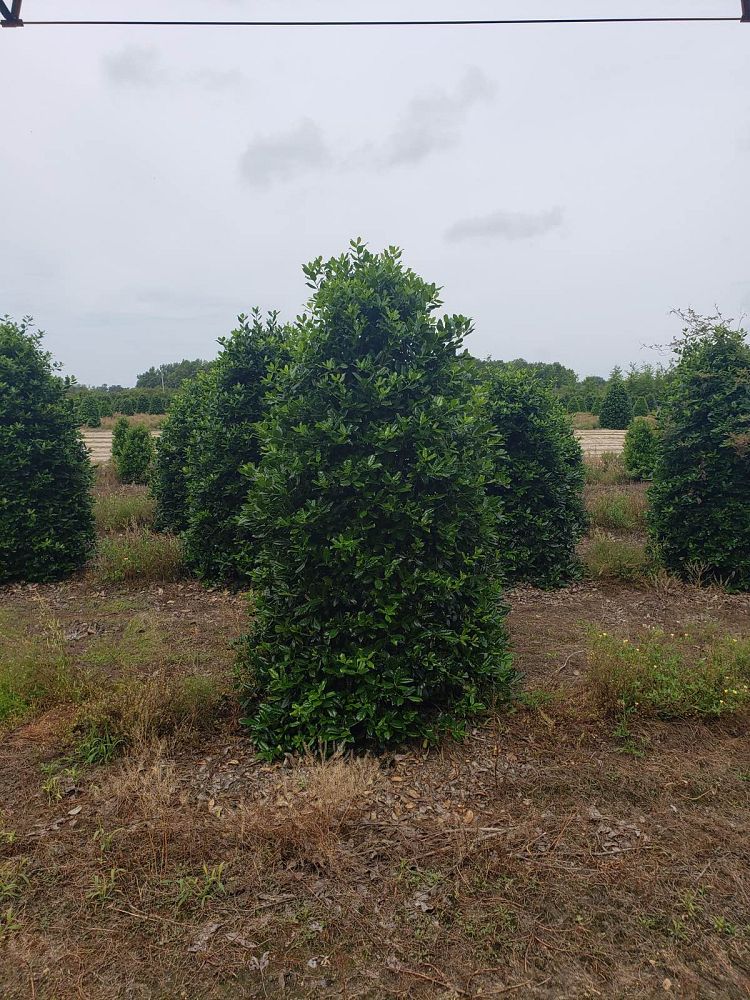 ilex-nellie-r-stevens-holly-nellie-r-stevens-holly
