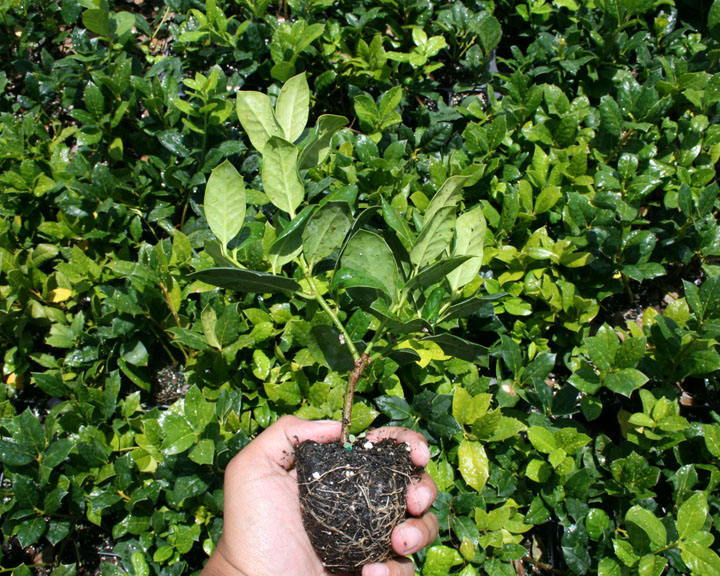 ilex-nellie-r-stevens-holly-nellie-r-stevens-holly