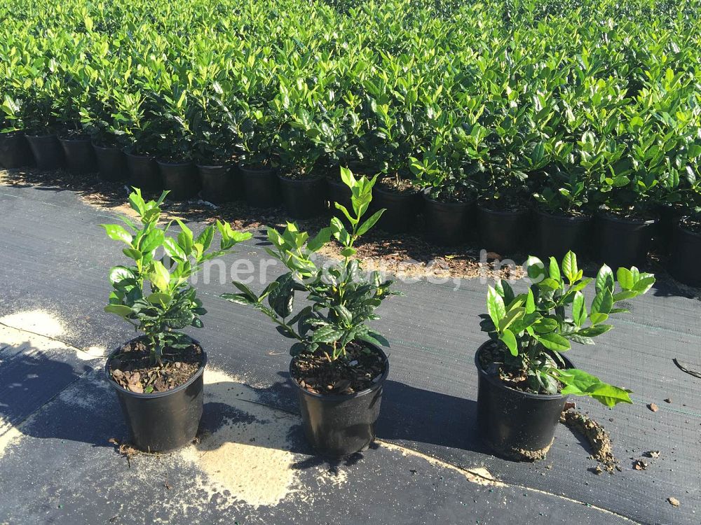 ilex-nellie-r-stevens-holly-nellie-r-stevens-holly
