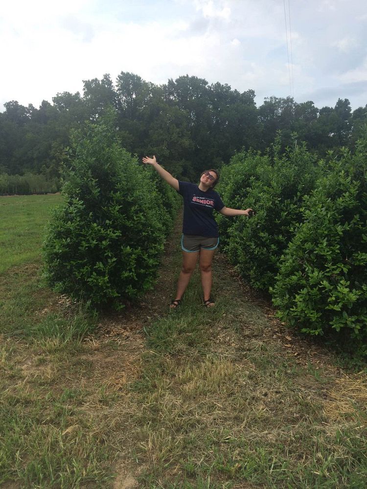ilex-nellie-r-stevens-holly-nellie-r-stevens-holly