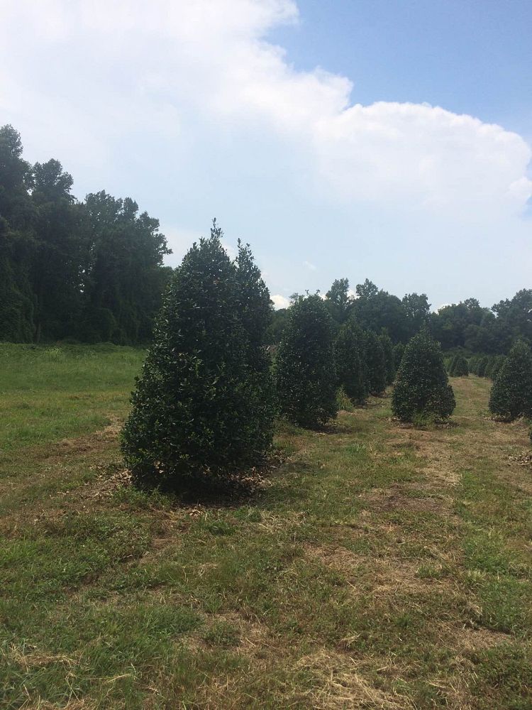 ilex-nellie-r-stevens-holly-nellie-r-stevens-holly
