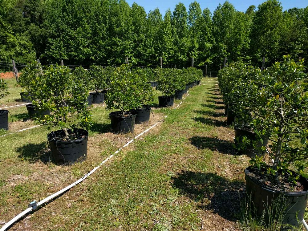 ilex-nellie-r-stevens-holly-nellie-r-stevens-holly