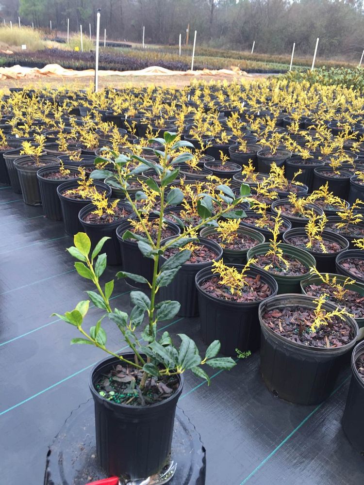 ilex-nellie-r-stevens-holly-nellie-r-stevens-holly