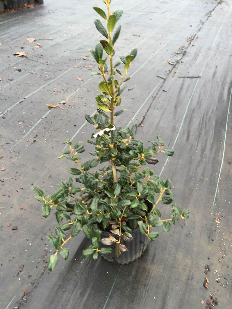 ilex-nellie-r-stevens-holly-nellie-r-stevens-holly