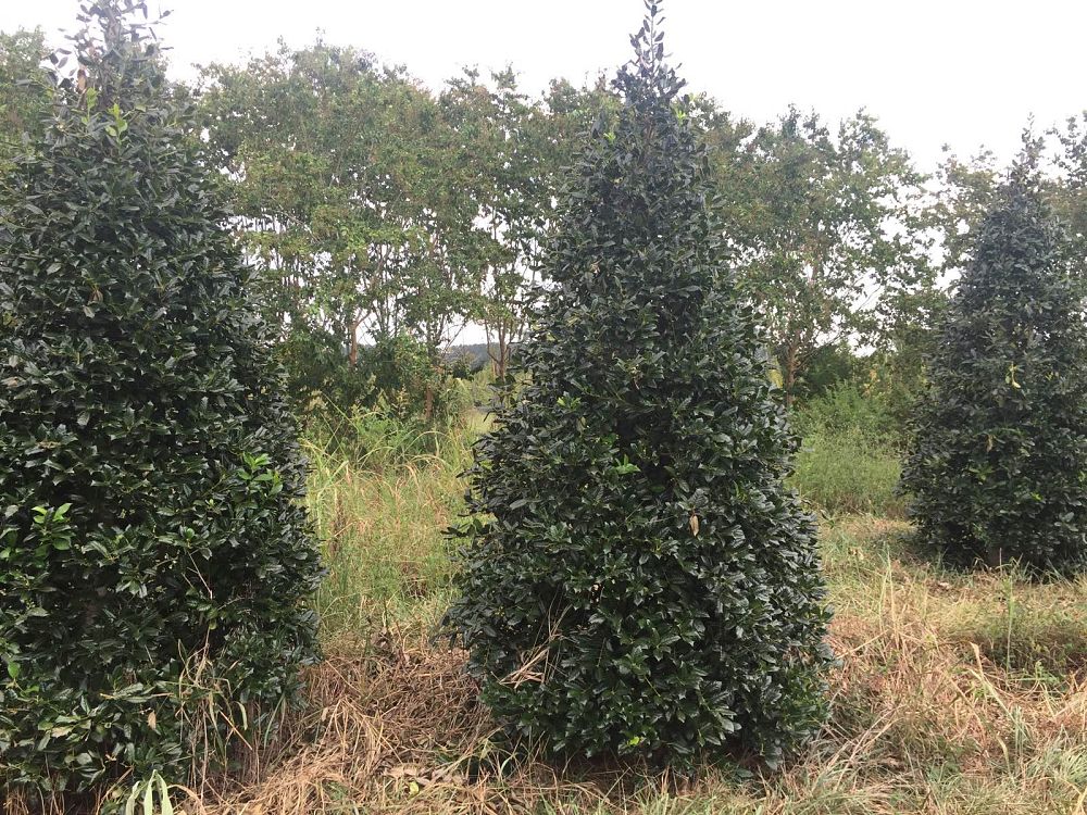 ilex-nellie-r-stevens-holly-nellie-r-stevens-holly