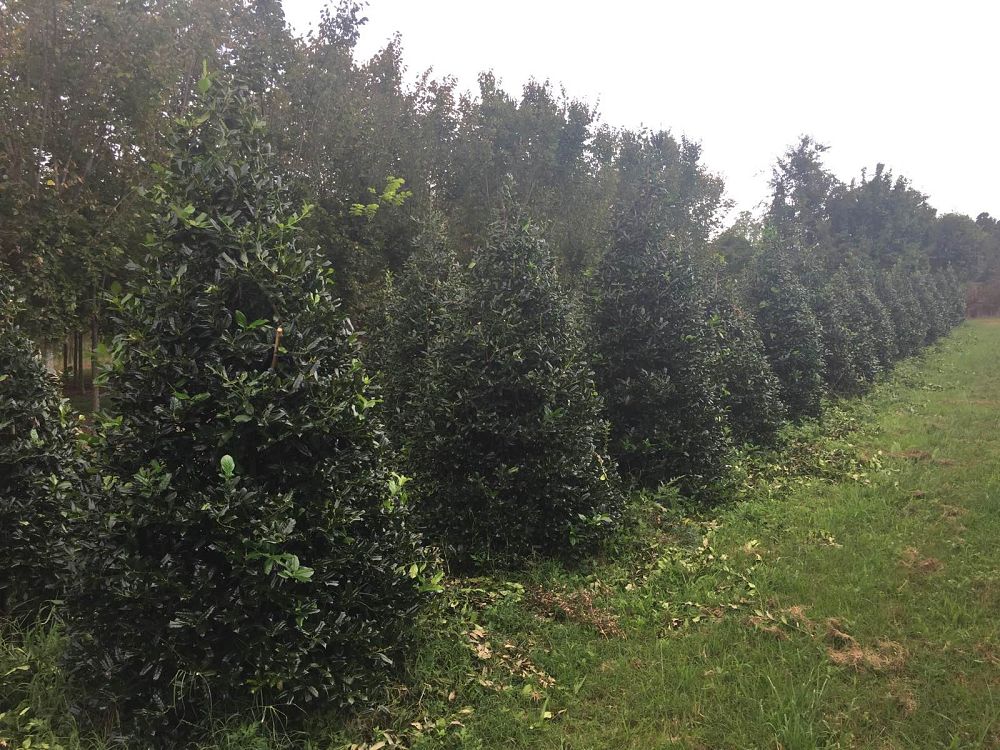 ilex-nellie-r-stevens-holly-nellie-r-stevens-holly