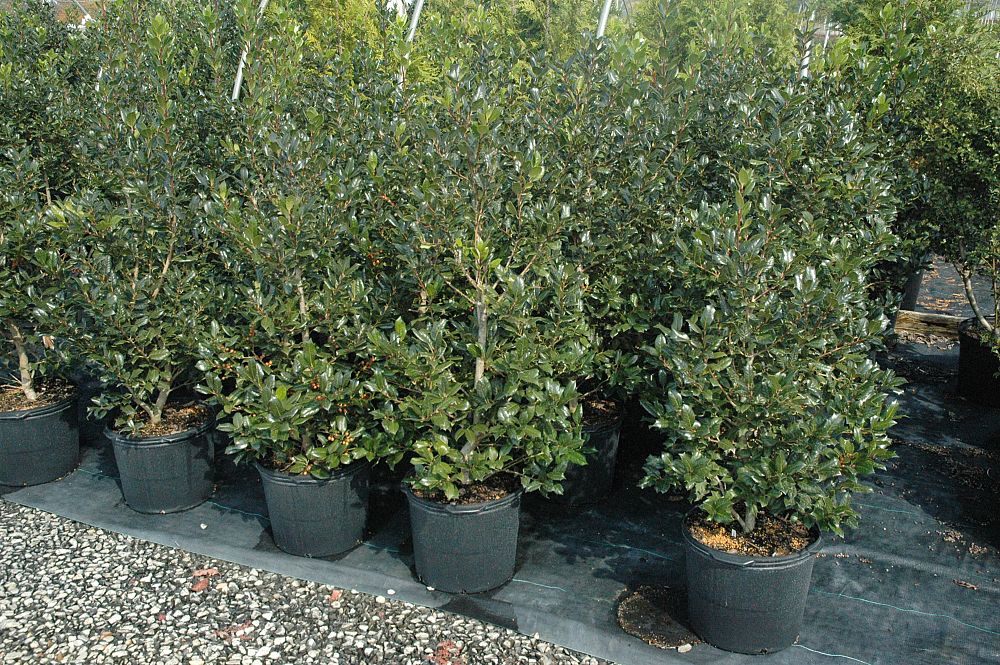 ilex-nellie-r-stevens-holly-nellie-r-stevens-holly