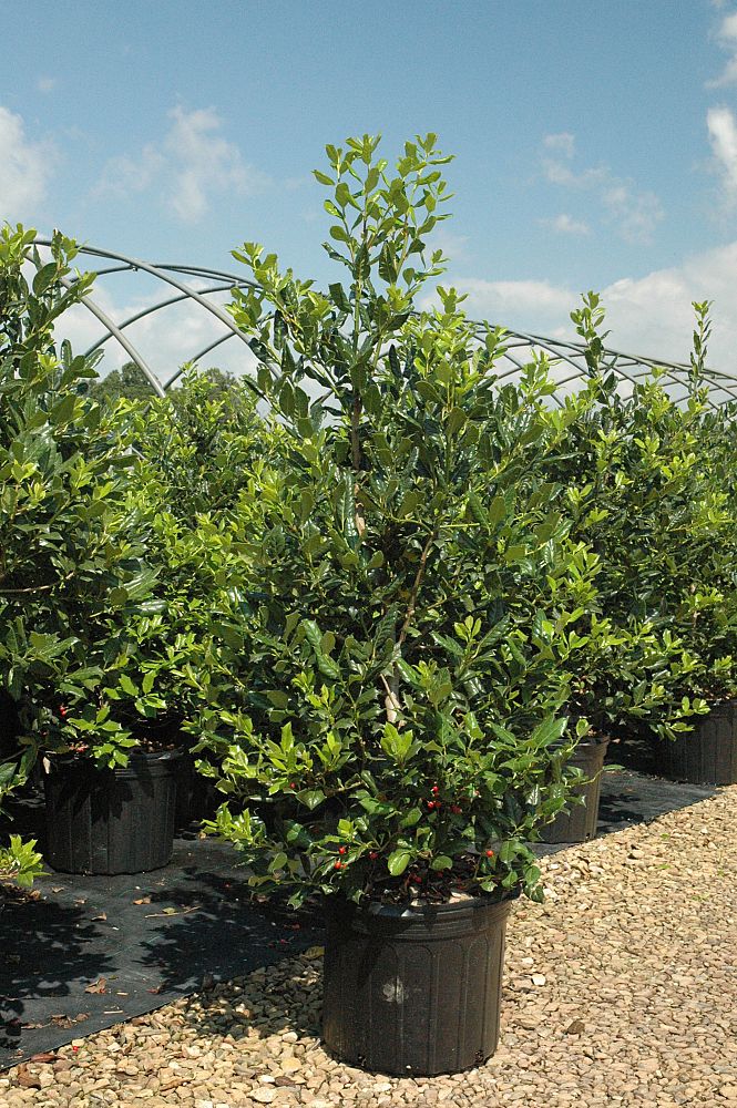 ilex-nellie-r-stevens-holly-nellie-r-stevens-holly