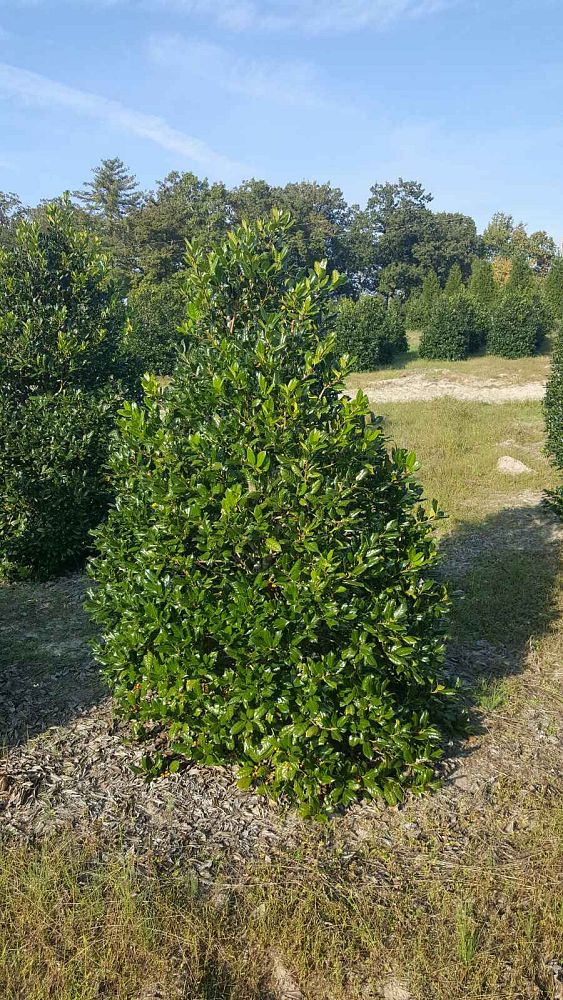 ilex-nellie-r-stevens-holly-nellie-r-stevens-holly