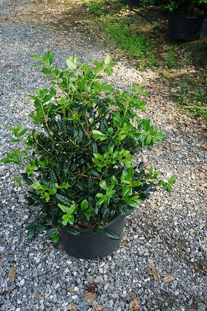 ilex-nellie-r-stevens-holly-nellie-r-stevens-holly