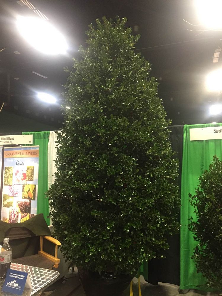 ilex-nellie-r-stevens-holly-nellie-r-stevens-holly