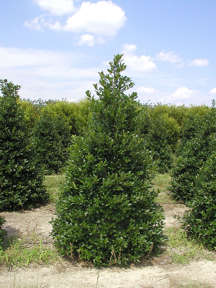 ilex-nellie-r-stevens-holly-nellie-r-stevens-holly