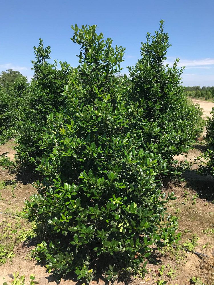 ilex-nellie-r-stevens-holly-nellie-r-stevens-holly