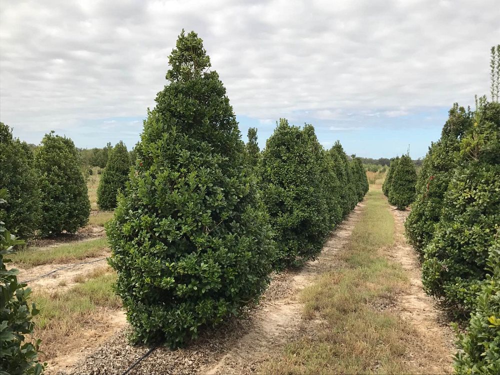 ilex-nellie-r-stevens-holly-nellie-r-stevens-holly