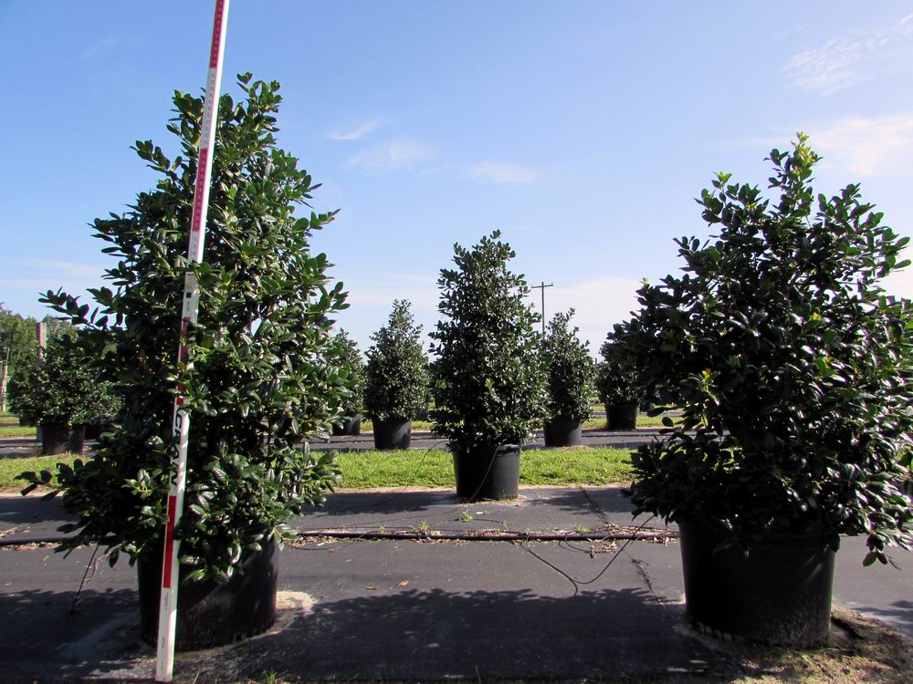 ilex-nellie-r-stevens-holly-nellie-r-stevens-holly
