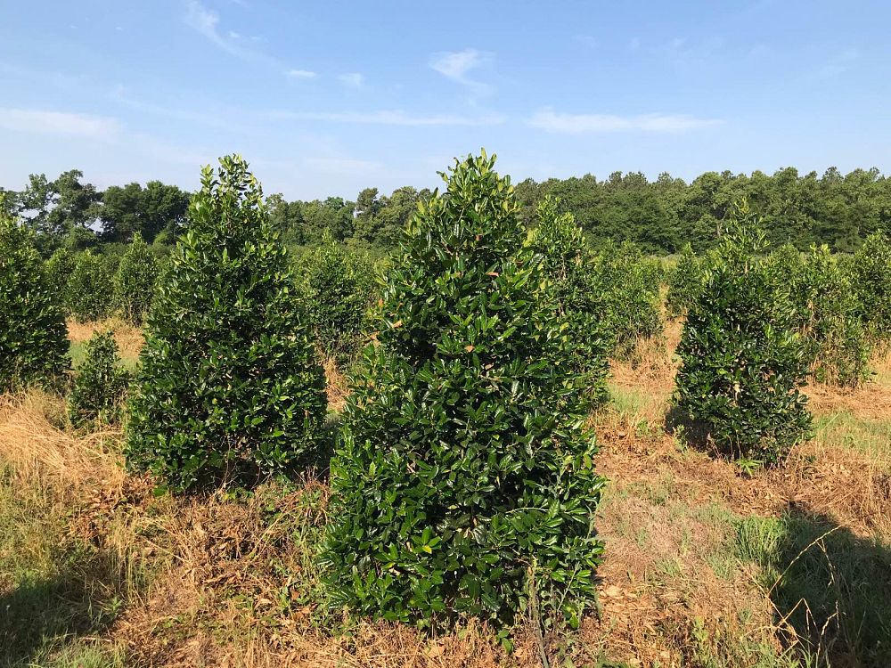 ilex-nellie-r-stevens-holly-nellie-r-stevens-holly