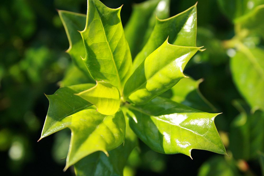 ilex-nellie-r-stevens-holly-nellie-r-stevens-holly